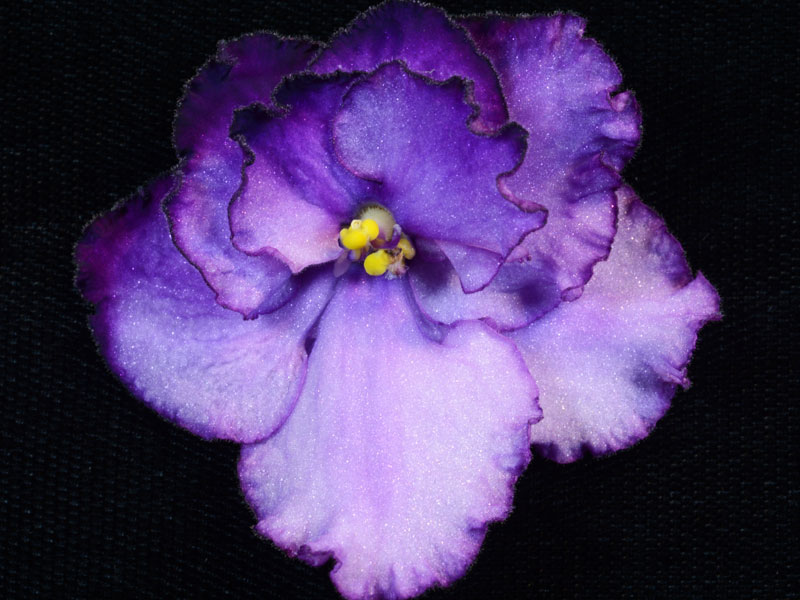 (image for) Heaven's Reflection