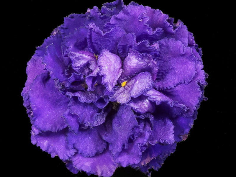 (image for) Hello Indigo