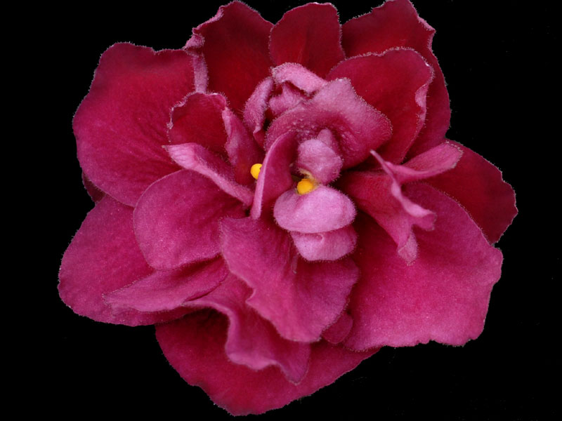 (image for) Hot Pants