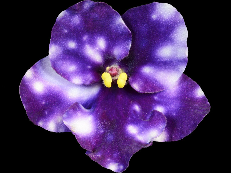 (image for) Hunter's Grape Fizz