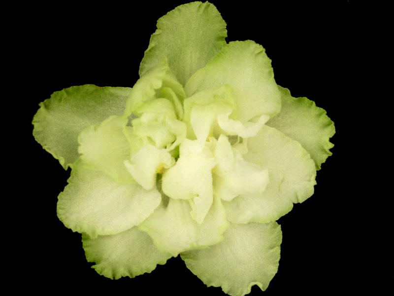 (image for) Irish Glen