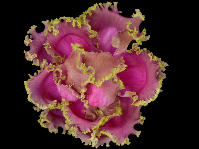 (image for) Irish Lassie