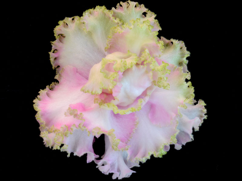 (image for) Irish Ruffles