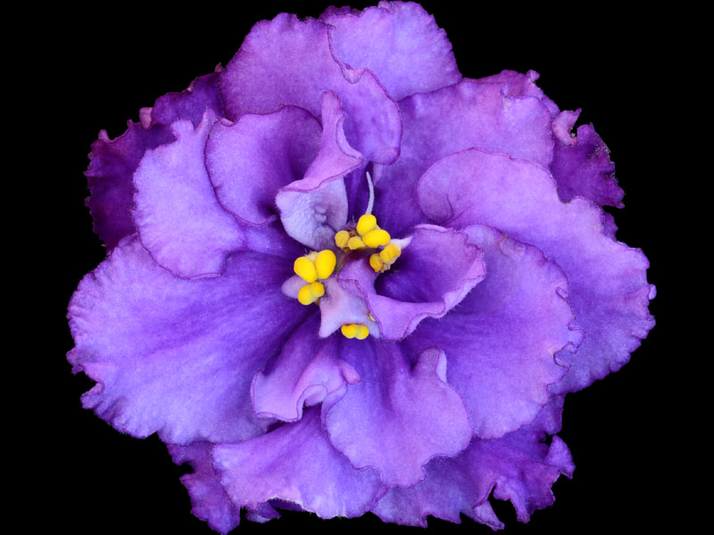 (image for) Jacob's Ladder