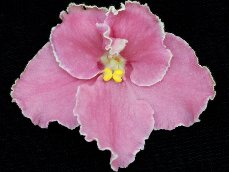 (image for) Jean's Passion