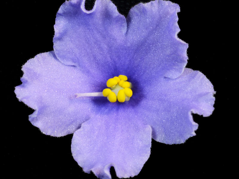 (image for) Jersey Blue Moonlight