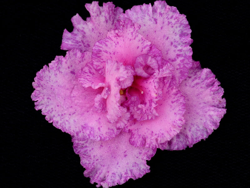 (image for) Lacey's Sophia