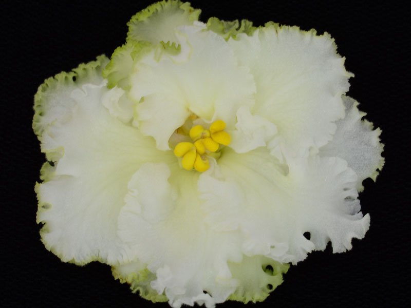 (image for) Lemon Burst