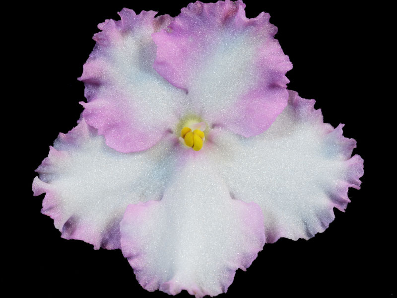 (image for) Lonestar Helen Mahr