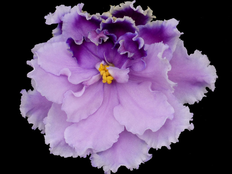 (image for) Louisiana Lullaby