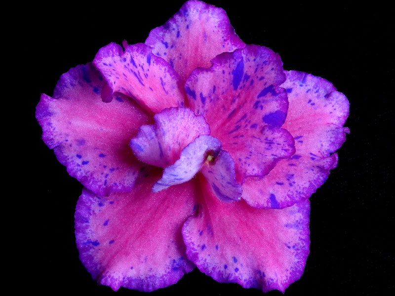 (image for) Lovestruck