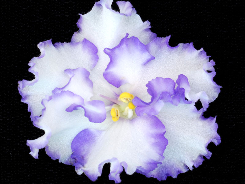 (image for) Ma's Arctic Sky