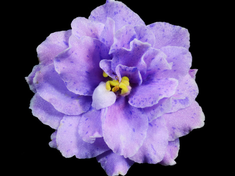 (image for) Mermaid (Swift)