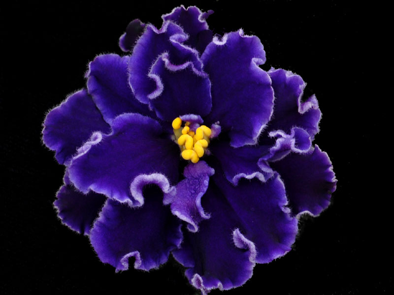 (image for) Midnight Waves (Lyon's)