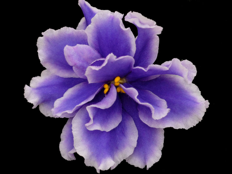 (image for) Moonlit Waters