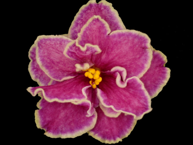 (image for) Mountain Snowcap