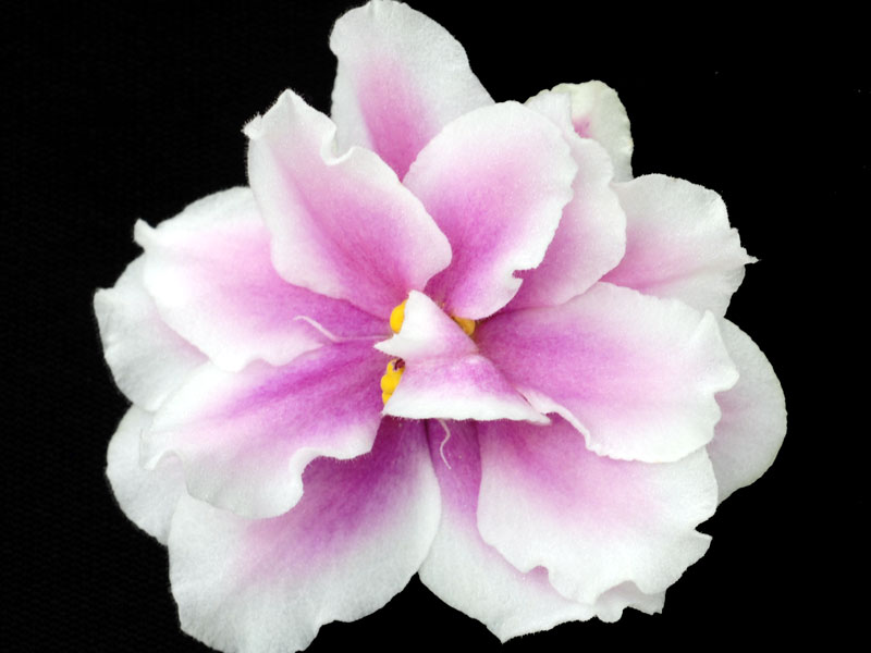 (image for) Music Box Dancer