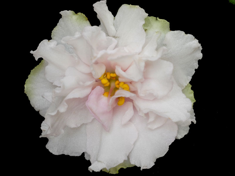 (image for) Nancy Leigh