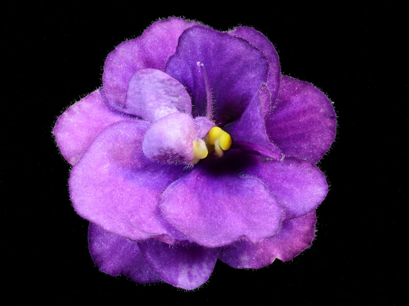 (image for) Nancy Reagan