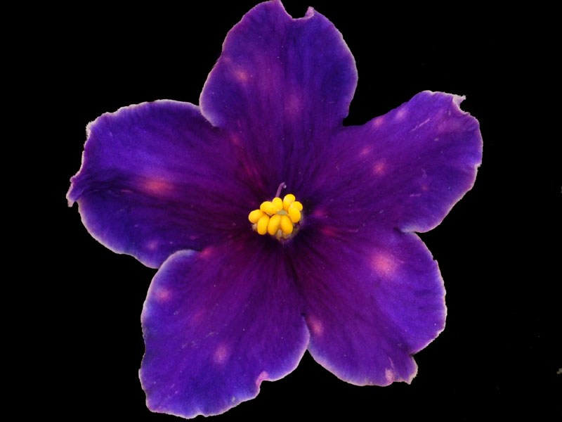 (image for) Neon Fireflies