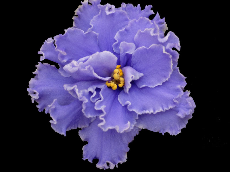 (image for) Ness' Ruffled Skies