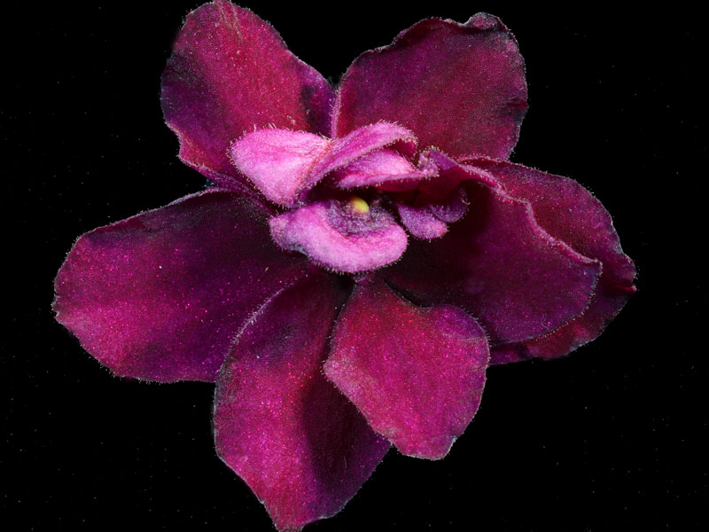 (image for) Ness' Silk Reflection