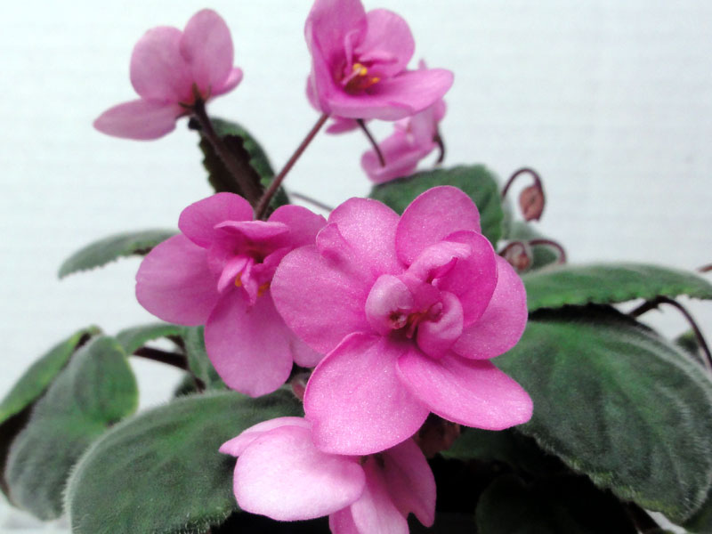 (image for) Ohio Bountiful