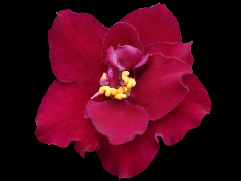 (image for) Omaha Thunder