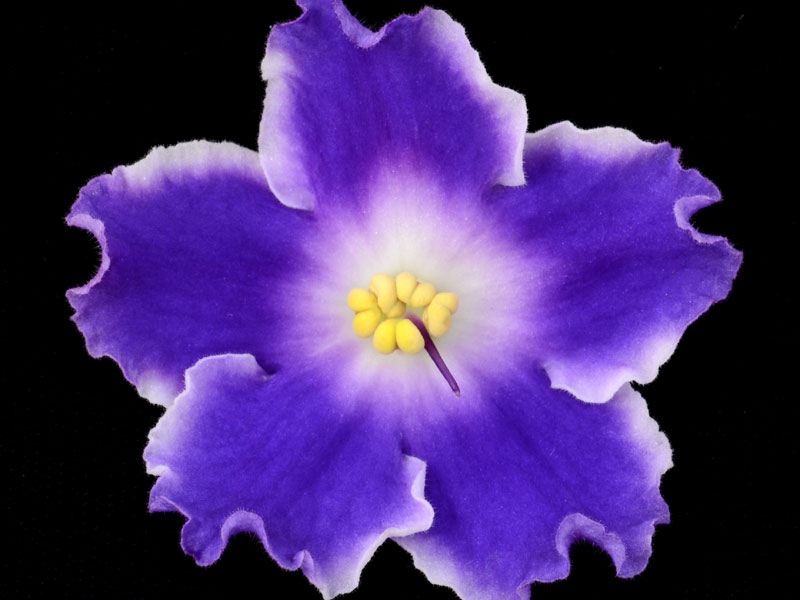 (image for) Panda Paws