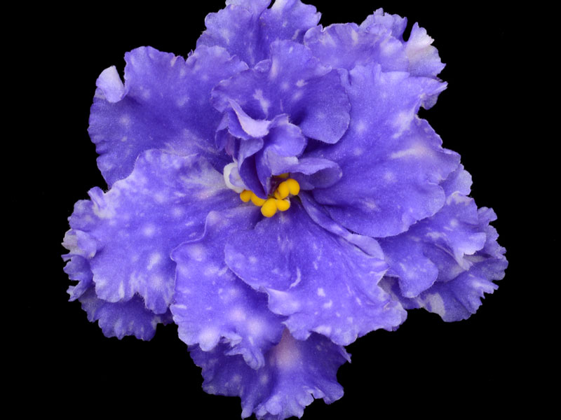 (image for) Peaceful Sleep