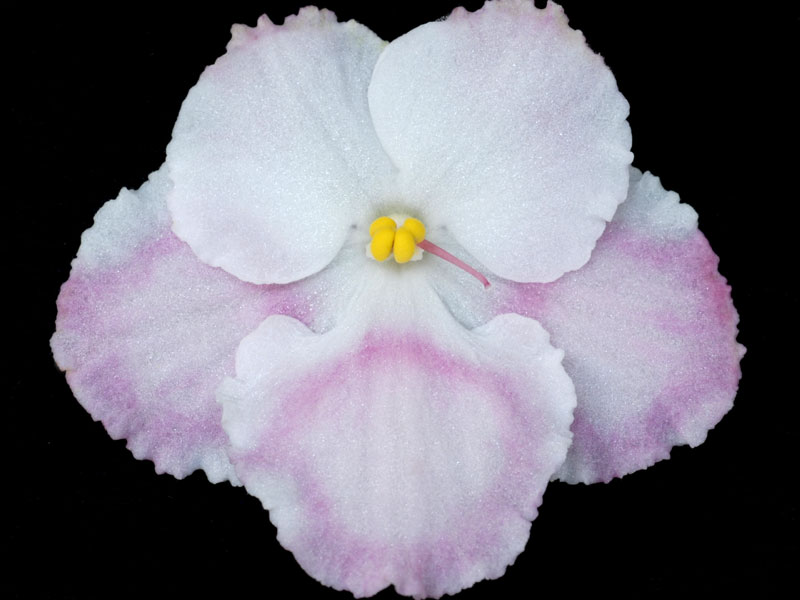 (image for) Peppermint Marshmallow