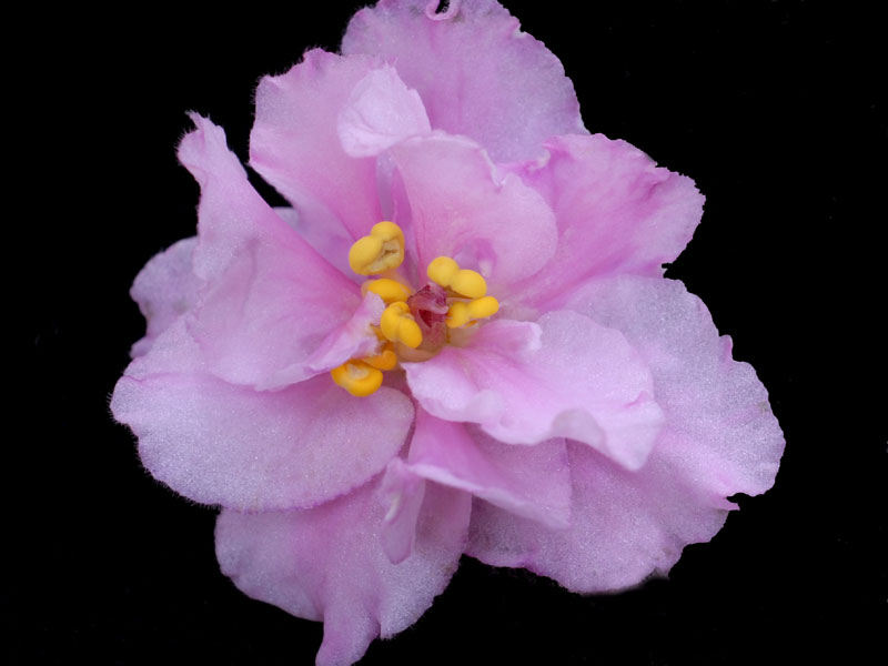 (image for) Pink Feathers