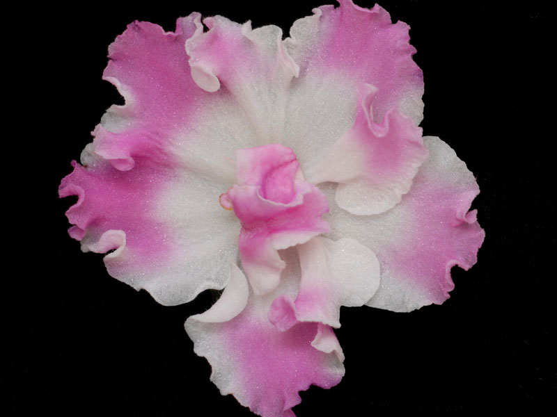 (image for) Pink Pearls