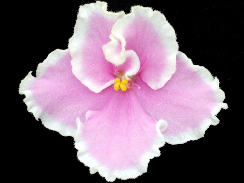 (image for) Pink Summit