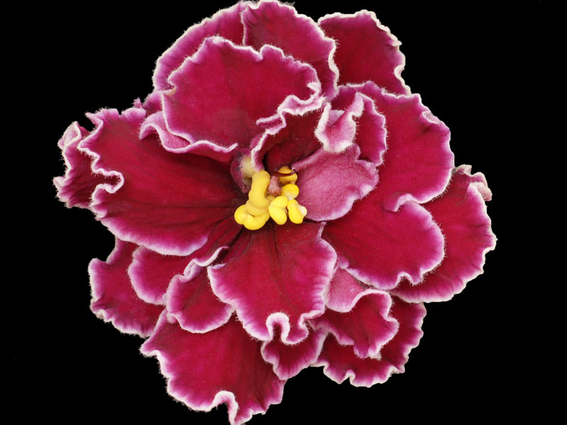 (image for) Powder Keg