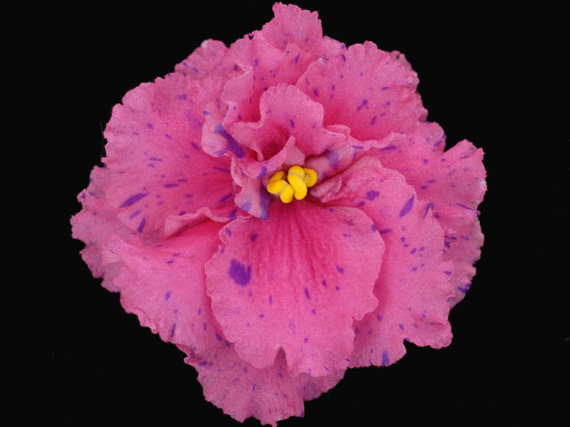 (image for) Psychedelic Rose