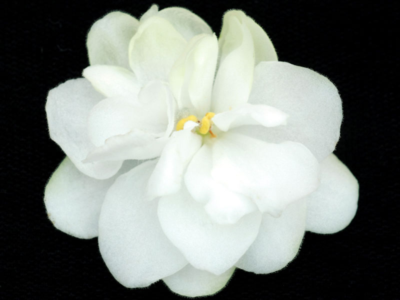 (image for) Pure Serenity