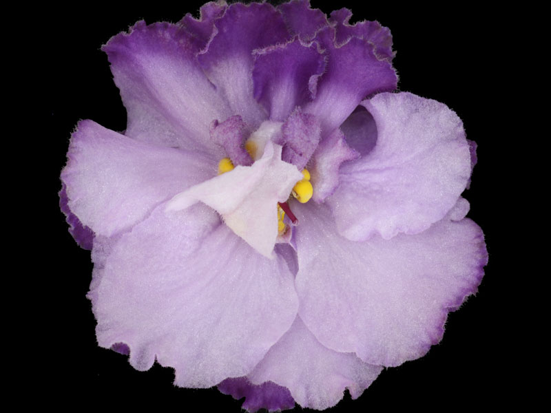 (image for) Purple Waters