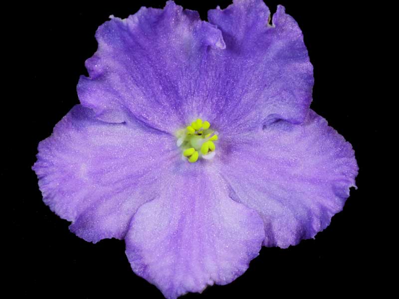 (image for) Radiant Glory