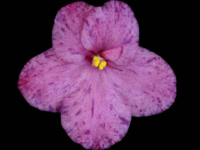 (image for) Raspberry Rain