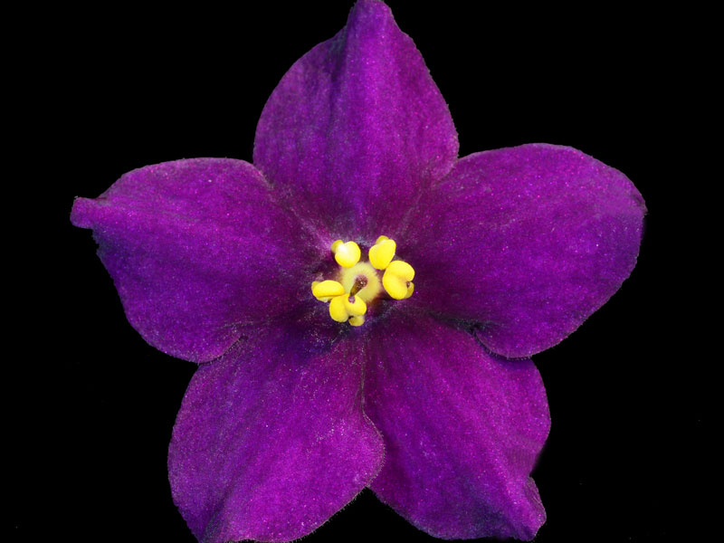 (image for) Rebel's Centennial Star