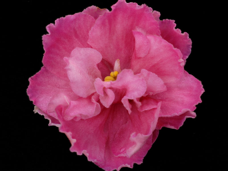 (image for) Rebel's Coral Jewel