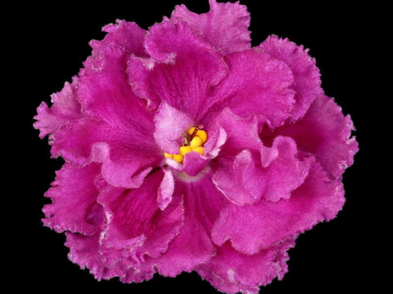 (image for) Rebel's Restless Heart