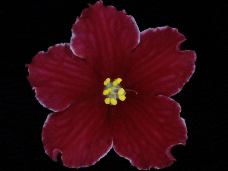 (image for) Red Rocket (Lyon's)