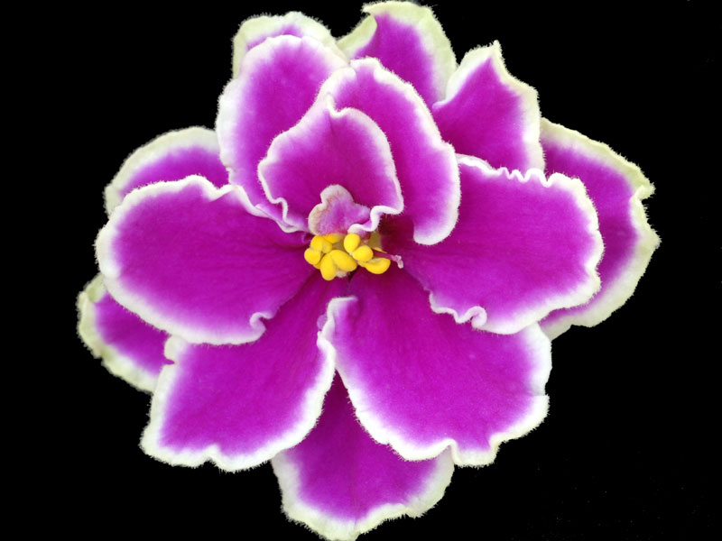 (image for) Red Summit