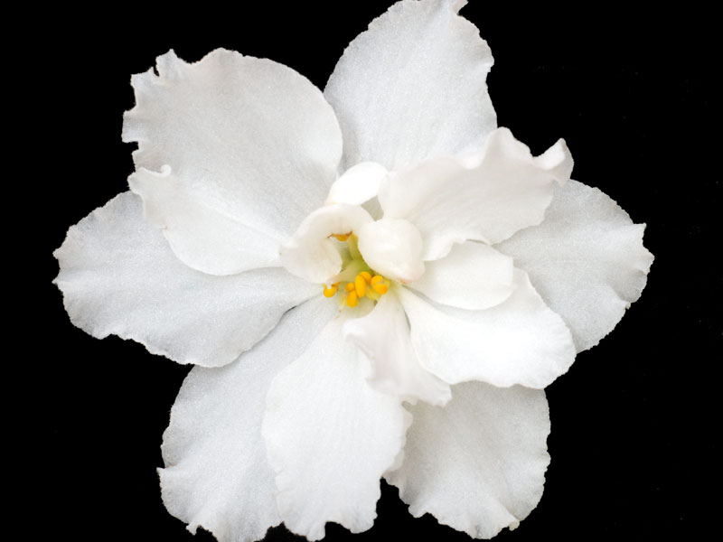 (image for) Rhapsody in White