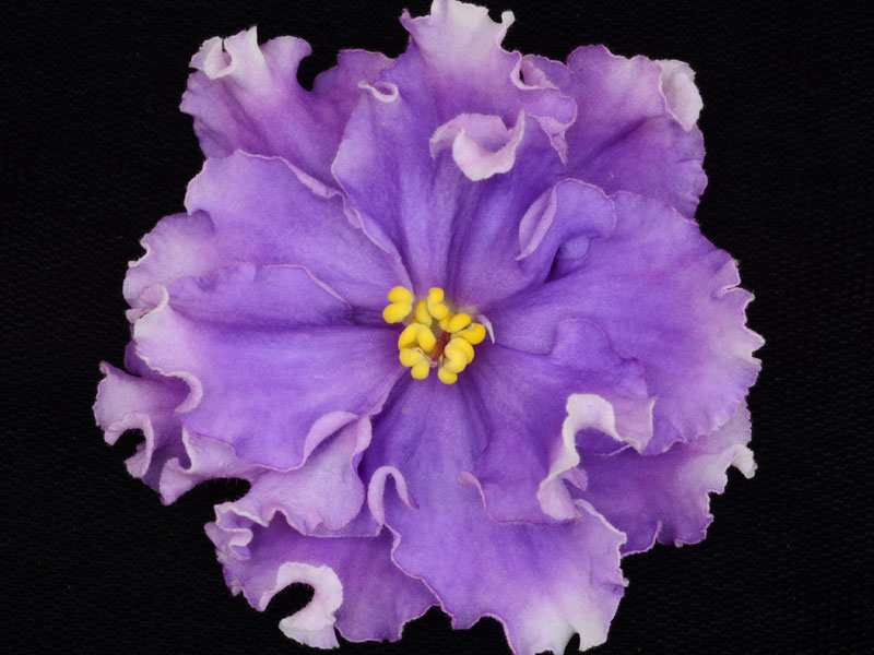 (image for) Right as Rain