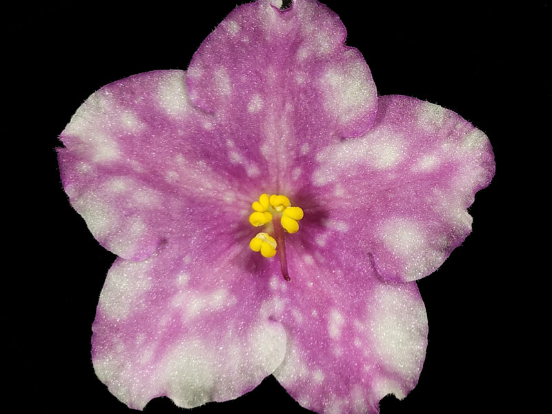 (image for) Rivermist Beguiling