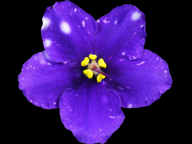 (image for) Rivermist Zombie