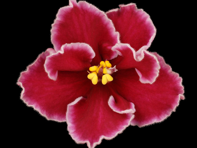 (image for) Rumba Red